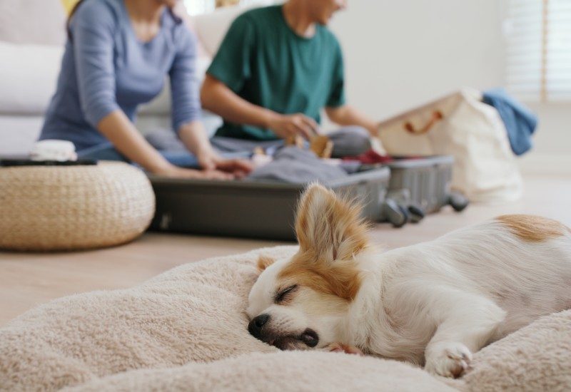 Ways Dog Owners Can Prepare for a Pet-Free Trip 1 A small dog peacefully asleep in a plush bed as its owners pack their suitcase in preparation for their vacation.