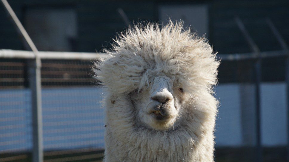 Tips for Avoiding Daily Bedhead Problems 1 funny blond alpaca bedhead smirk alpacacino t20 WK9Omm