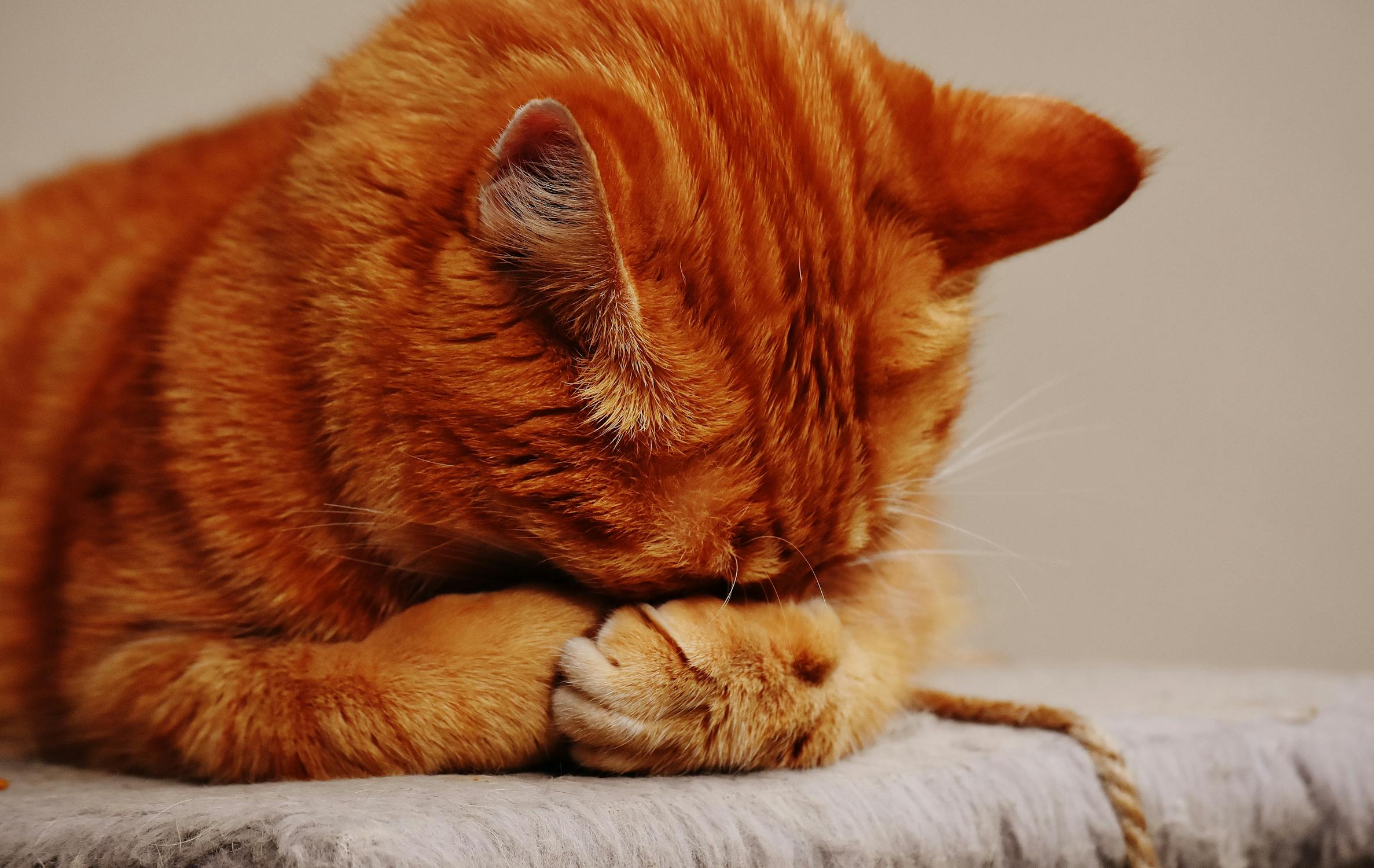Finding the Perfect Large Cat Litter Box for Your Feline Friend 1 pexels photo 209037